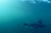 Schemenhaft gleitet ein Weißer Hai vorbei (00001635)