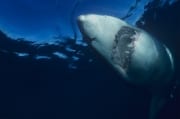 Vertikal schwimmt ein Weißer Hai nach oben (00001637)