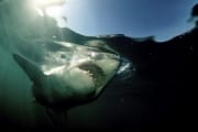 Weißer Hai (00001638)
