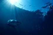 Weißer Hai dicht unter der Wasseroberflaeche (00001642)