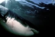 Weißer Hai (00001666)