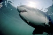 Weißer Hai dicht unterhalb der Meersoberflaeche (00001712)