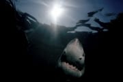Weißer Hai schaut zur Wasseroberflaeche (00001713)