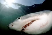 Weißer Hai dicht unter der Wasseroberflaeche (00001715)