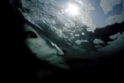 Weißer Hai direkt unter den Schaumkronen (00001728)