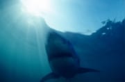 Weißer Hai: Phantom aus der Tiefe (00001730)