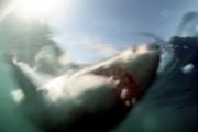 Schemenhaft schwimmt ein Weißer Hai nach oben (00001734)