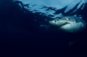 Weißer Hai schaut zur Meeresoberflaeche (00001736)