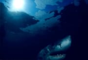 Weißer Hai beobachtet die Wasseroberflaeche (00001739)