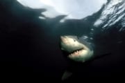 Schnell naehert sich ein Weißer Hai (00001741)