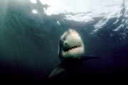 Weißer Hai sieht Objekt an der Wasseroberflaeche (00001744)