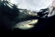 Weißer Hai kurz vor dem Fischkoeder (00001745)