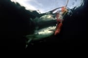Great White Shark at the bait buoy (00001758)