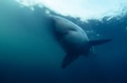 Urploetzlich taucht ein Weißer Hai auf (00001765)