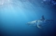 Weißer Hai auf Beutesuche (00010302)