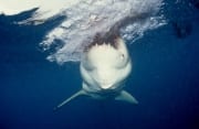 Weißer Hai beißt zu (00010328)