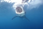 Weißer Hai Rachen aus der Sicht einer Pelzrobbe (00010330)