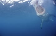Weißer Hai Rachen aus der Sicht einer Pelzrobbe (00010332)