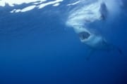 Weißer Hai Rachen aus der Sicht einer Pelzrobbe (00010343)