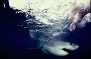 Junger Weißer Hai auf der Suche nach Beute (00010354)