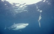 Weißer Hai vor dem Koeder (00010370)