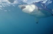 Weißer Hai auf der Suche nach Beute (00010371)