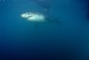 Junger Weißer Hai (00010376)