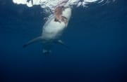 Weißer Hai unmittelbar vor dem Fischkoeder (00010378)