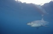 Weißer Hai auf der Jagd nach Robben (00010392)