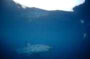 Großer Weißer Hai spiegelt sich an der Wasseroberflaechee (00010396)