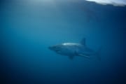 Weißer Hai vor Dyer Island (00010401)