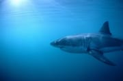 Der Weiß Hai hat sehr große Kiemenspalten und lange Brustflossen (00010418)