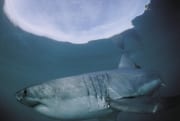 Der Weiße Hai hat sehr große Kiemenspalten und lange Brustflosse (00010453)