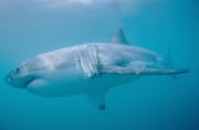 Die Eleganz und Effizienz vom Weißen Hai ist faszinierend (00010459)