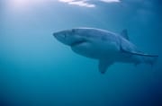 Der Weiße Hai ist der groeßte Raubfisch des Meeres (00010473)