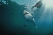 Weißer Hai an dem Fischkoeder (00010553)