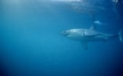 Weißer Hai sucht nach Robben (00014000)