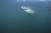 Weißer Hai gleitet durchs Wasser vor Geyser Rock (00014519)