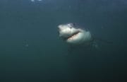 Weißer Hai gleitet durchs Wasser vor Geyser Rock (00014520)