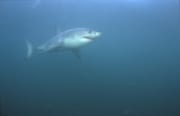 Weißer Hai sucht nach Beute (00014523)