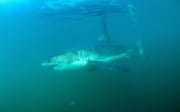 Weißer Hai vor der Kueste von Suedafrika (00014528)