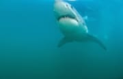 Weißer Hai gleitet durchs Wasser vor Geyser Rock (00014532)