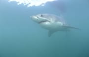 Lautlos gleitet ein Weißer Hai durch das Wasser (00014534)