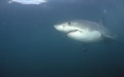 Elegant gleitet ein Weißer Hai durch das Wasser (00014535)