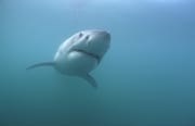 Junger Weißer Hai naehert sich (00014539)