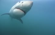 Junger Weißer Hai naehert sich (00014540)
