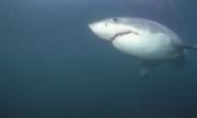Junger Weißer Hai naehert sich (00014541)