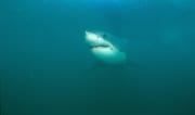 Junger Weißer Hai naehert sich (00014544)