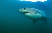 Weißer Hai gleitet durchs Wasser vor Geyser Rock (00014546)