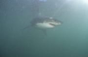 Weißer Hai vor Geyser Rock (00014549)